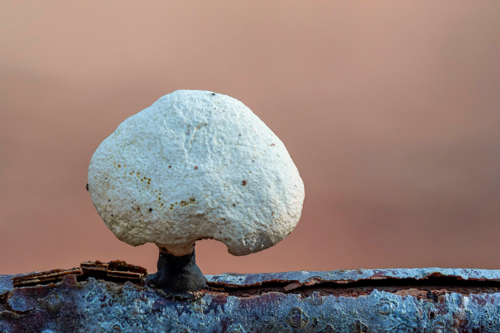 Mit diesem Tool gelingt Ihnen die Makro-Fotografie garantiert!